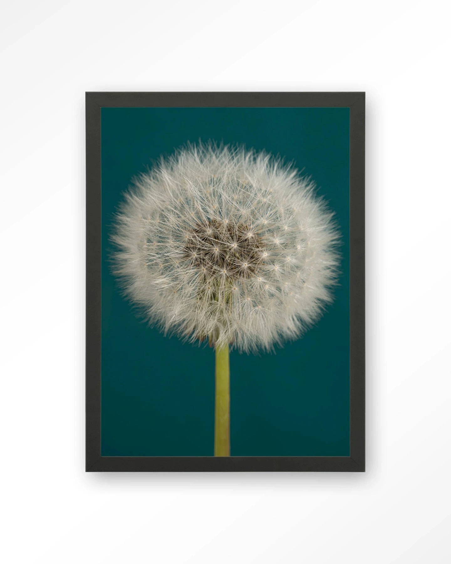 Pluizige Paardenbloem - Moderne Wanddecoratie | Artprint, Glass Art, Wandkleed by Urban Cotton