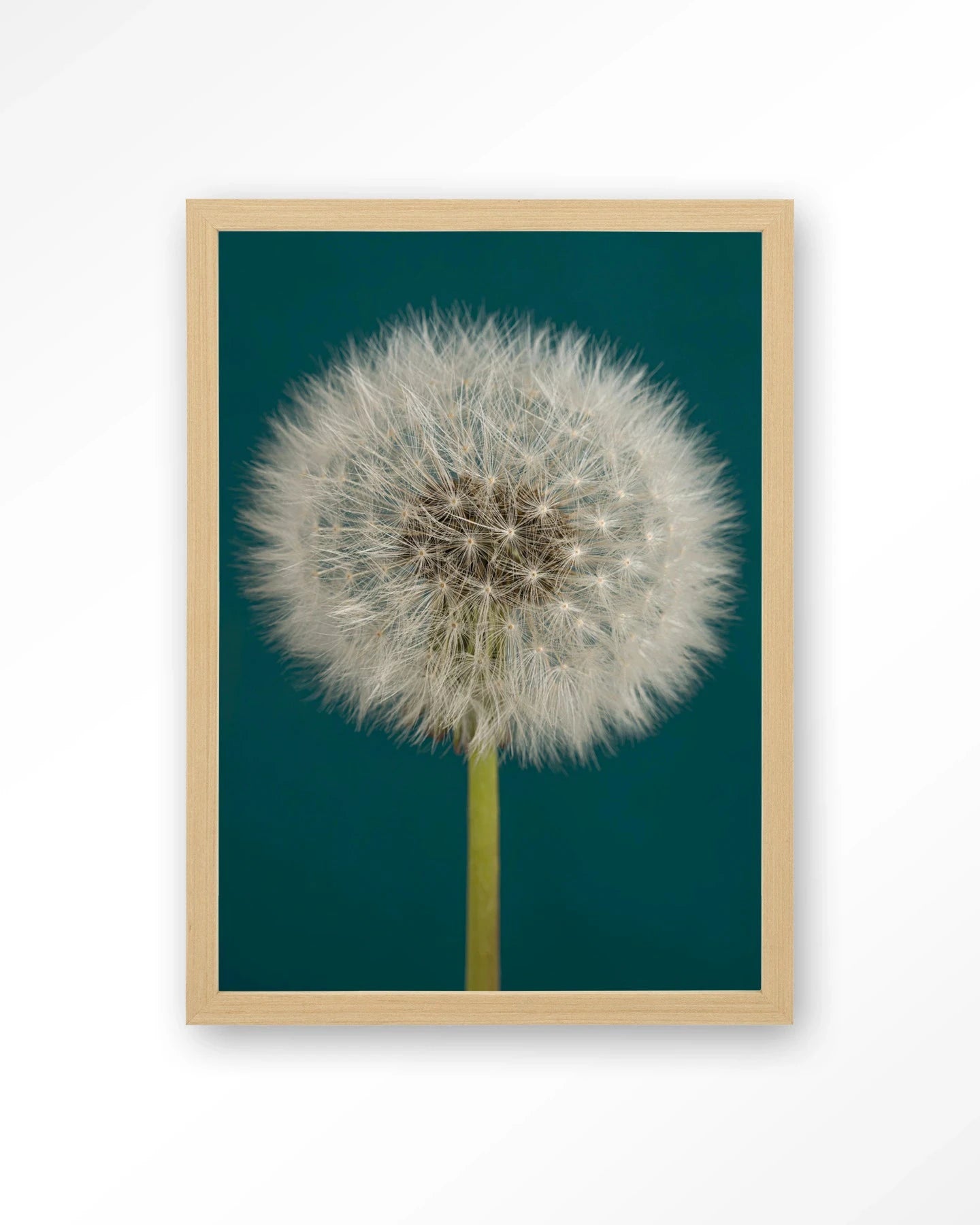 Pluizige Paardenbloem - Moderne Wanddecoratie | Artprint, Glass Art, Wandkleed by Urban Cotton