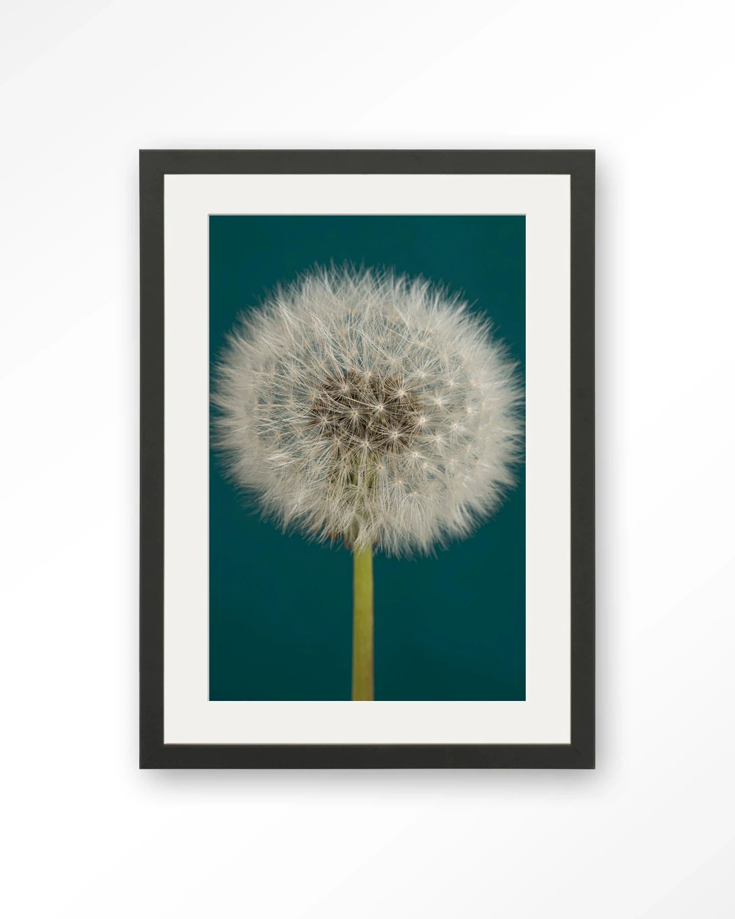 Pluizige Paardenbloem - Moderne Wanddecoratie | Artprint, Glass Art, Wandkleed by Urban Cotton
