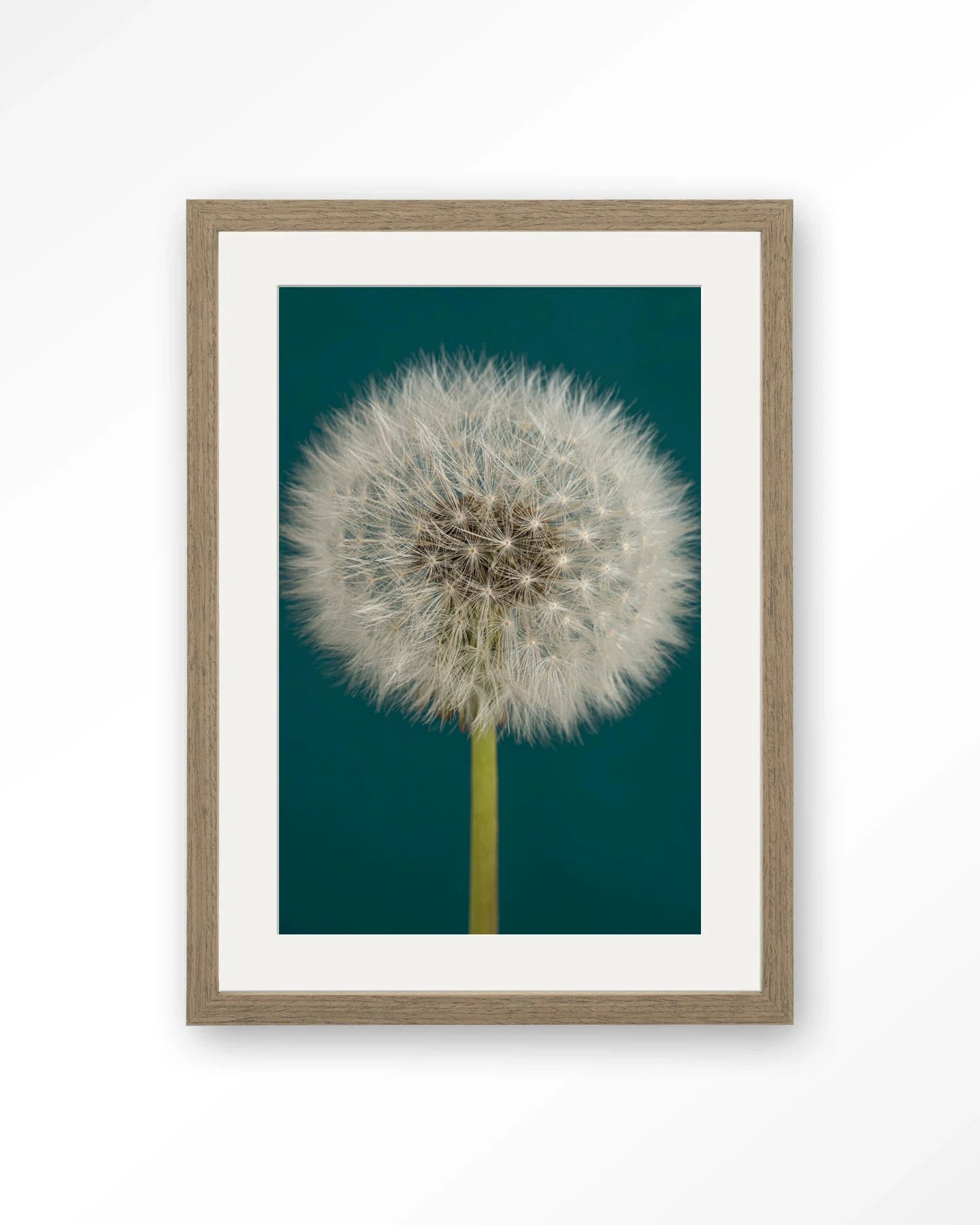 Pluizige Paardenbloem - Moderne Wanddecoratie | Artprint, Glass Art, Wandkleed by Urban Cotton
