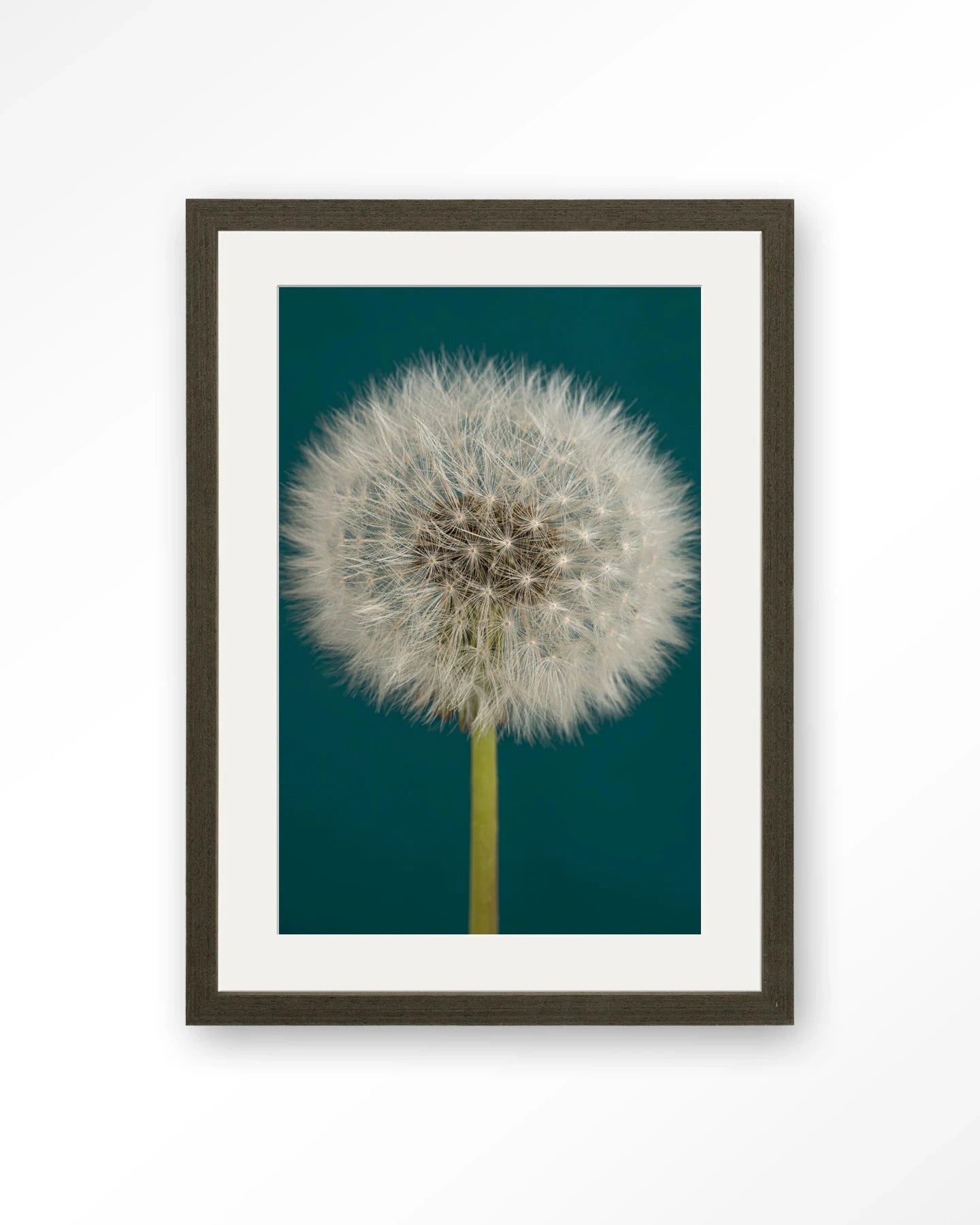 Pluizige Paardenbloem - Moderne Wanddecoratie | Artprint, Glass Art, Wandkleed by Urban Cotton