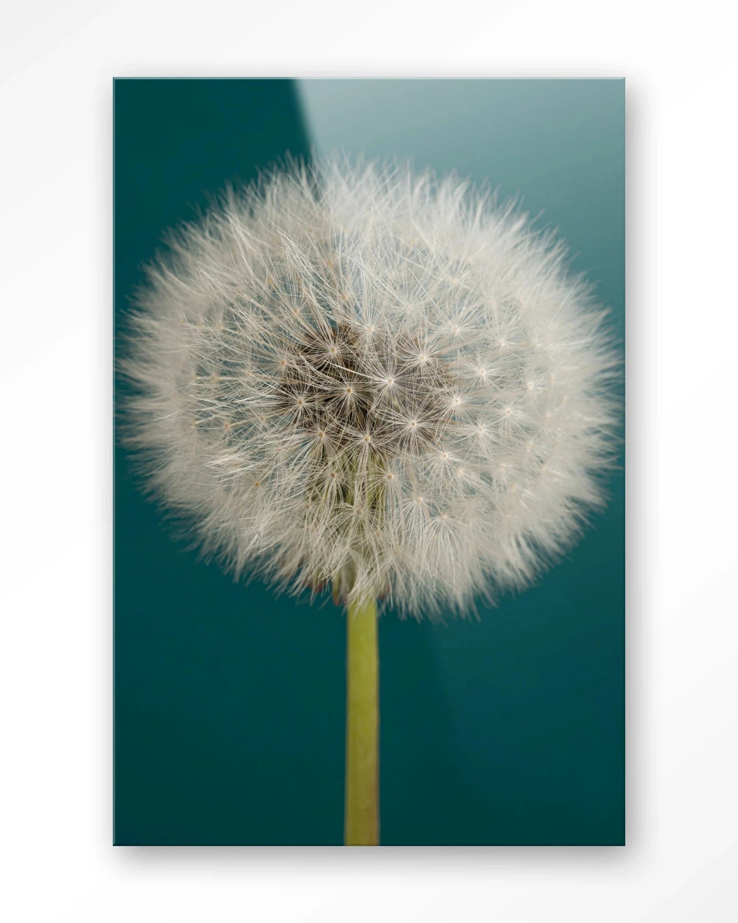 Pluizige Paardenbloem - Moderne Wanddecoratie | Artprint, Glass Art, Wandkleed by Urban Cotton