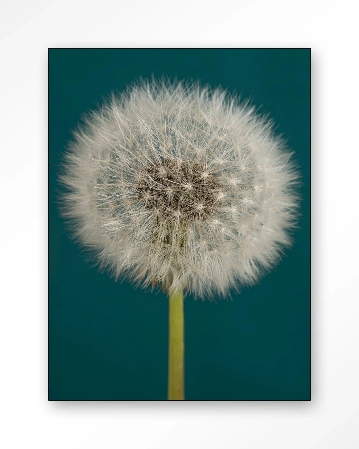 Pluizige Paardenbloem - Moderne Wanddecoratie | Artprint, Glass Art, Wandkleed by Urban Cotton