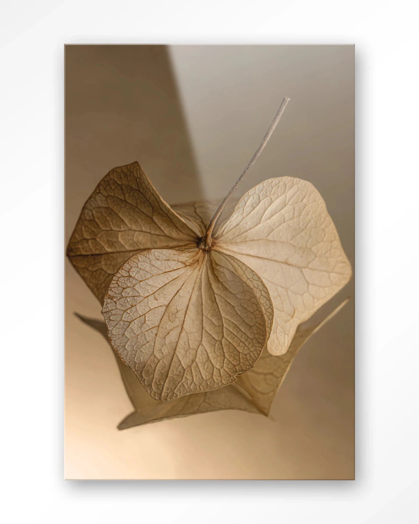 Leaf Me: Sheltered - Moderne Wanddecoratie | Artprint, Glass Art, Wandkleed by Urban Cotton