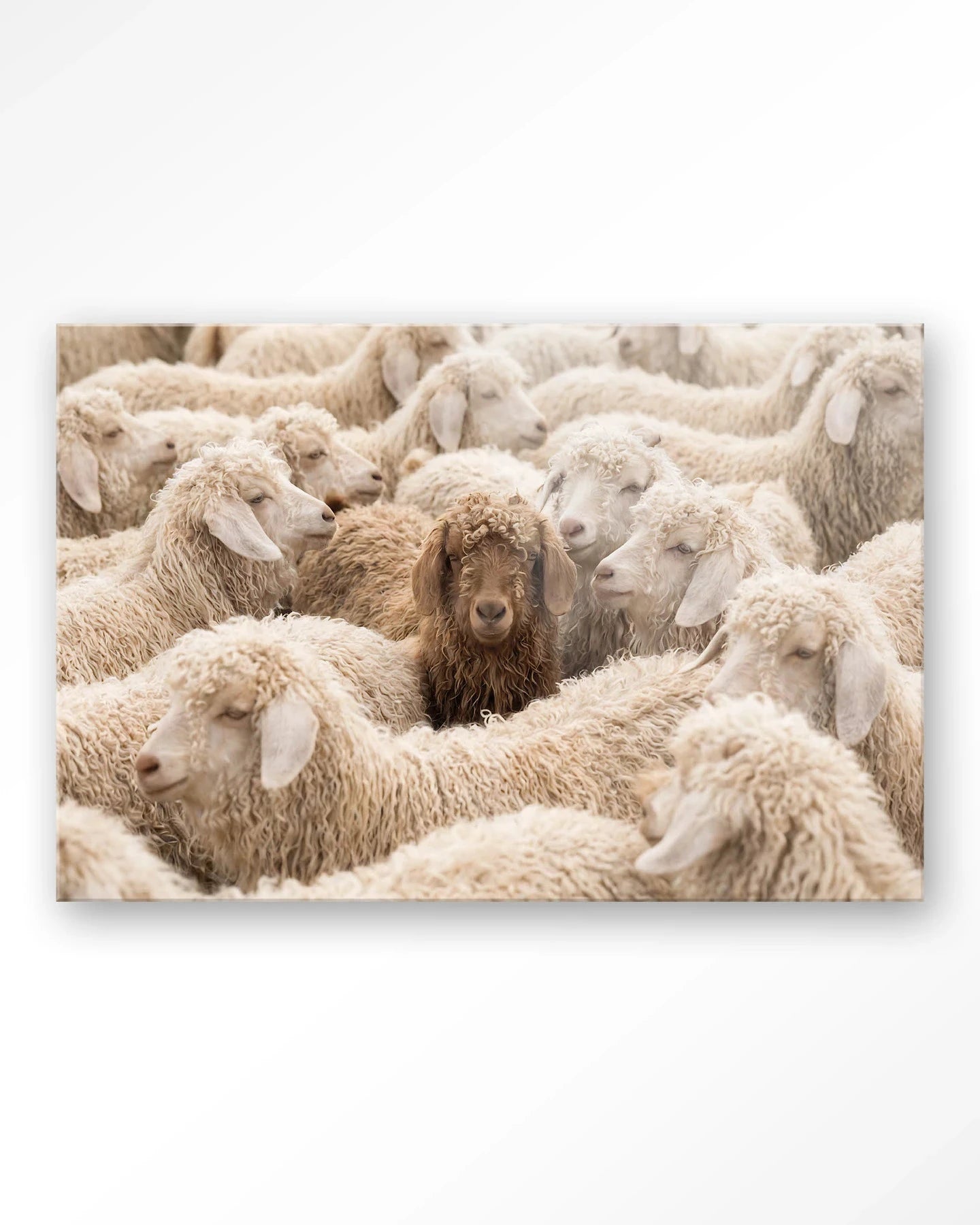 The Herd - Moderne Wanddecoratie | Artprint, Glass Art, Wandkleed by Urban Cotton