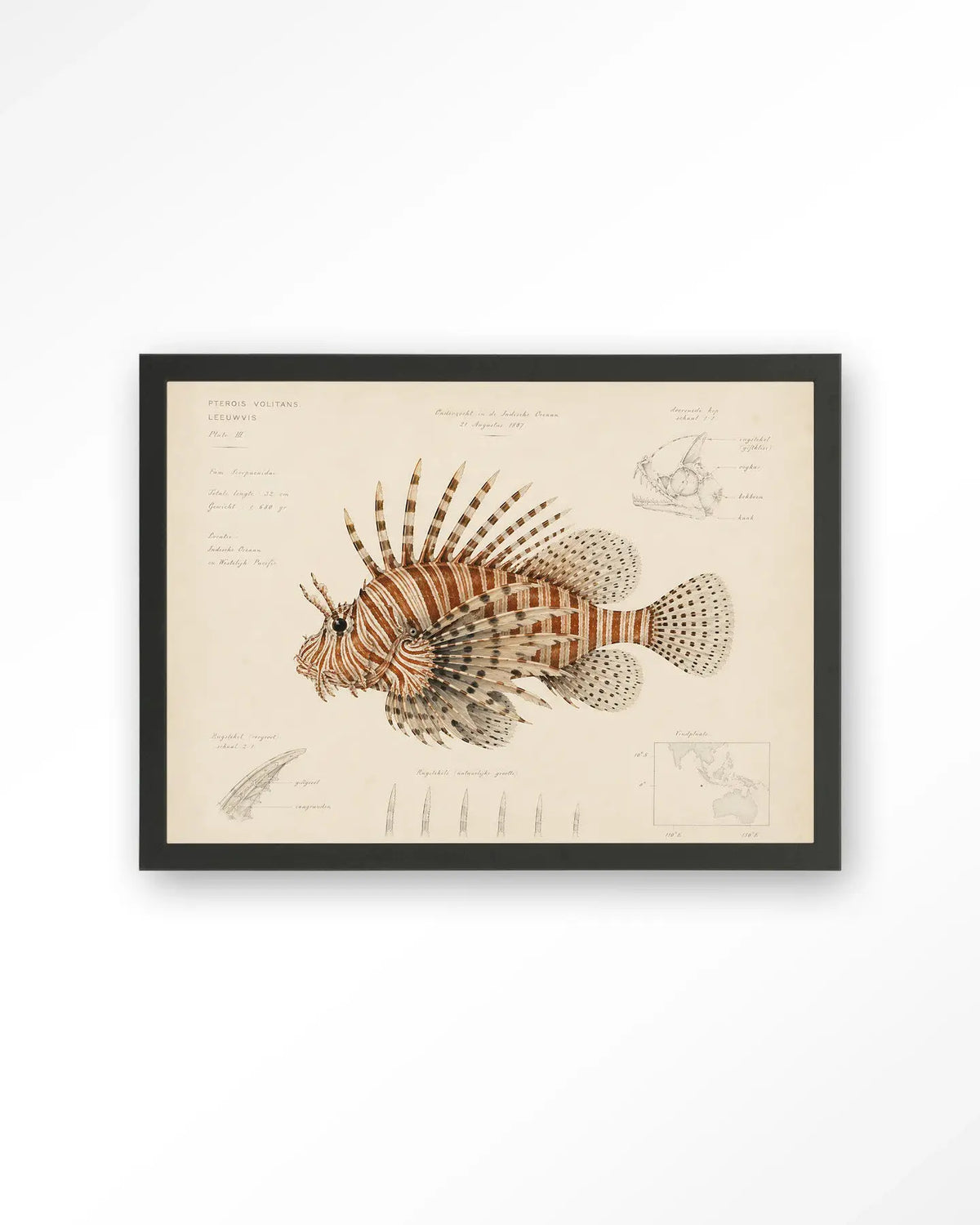 Lion Fish - Moderne Wanddecoratie | Artprint, Glass Art & Wandkleed by Urban Cotton