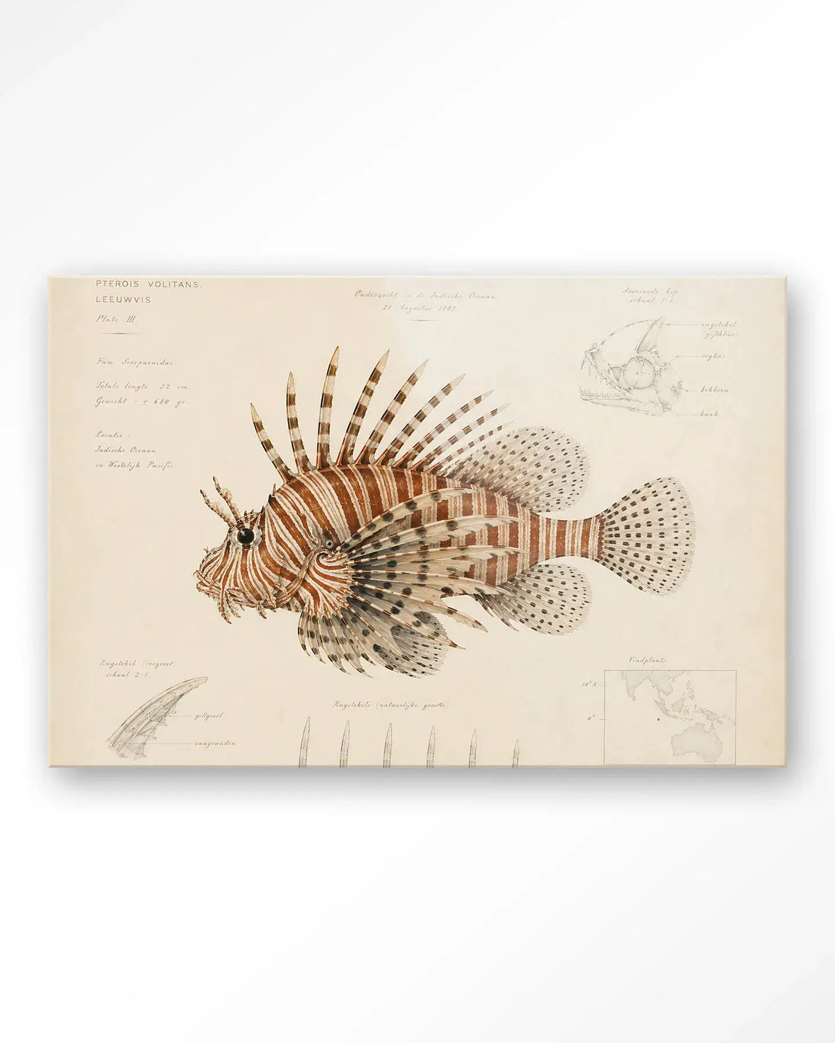 Lion Fish - Moderne Wanddecoratie | Artprint, Glass Art & Wandkleed by Urban Cotton