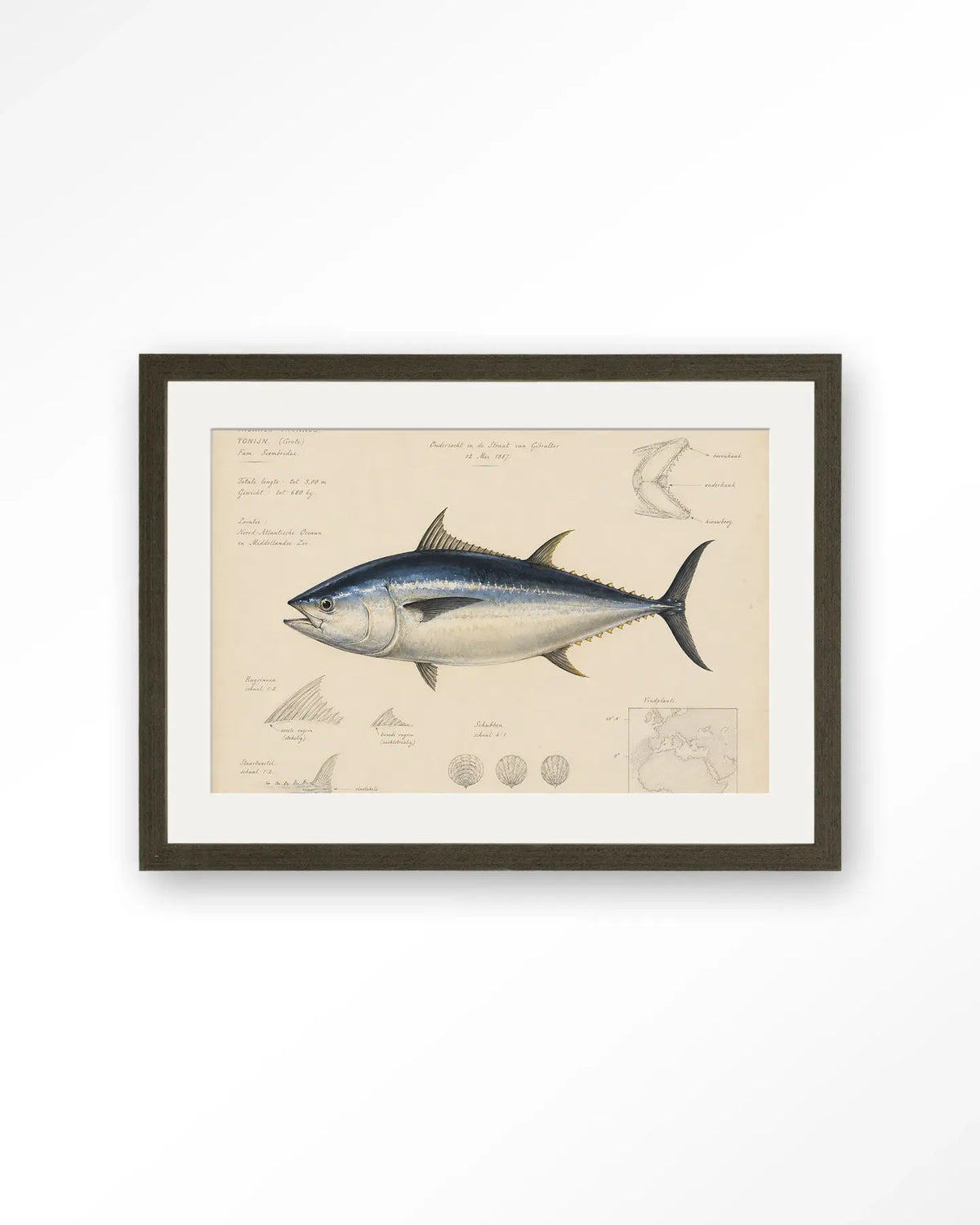 Tuna Fish - Moderne Wanddecoratie | Artprint, Glass Art & Wandkleed by Urban Cotton