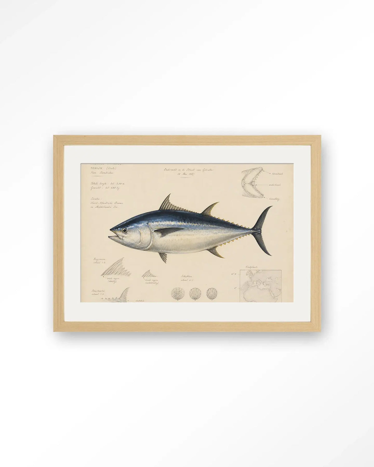 Tuna Fish - Moderne Wanddecoratie | Artprint, Glass Art & Wandkleed by Urban Cotton