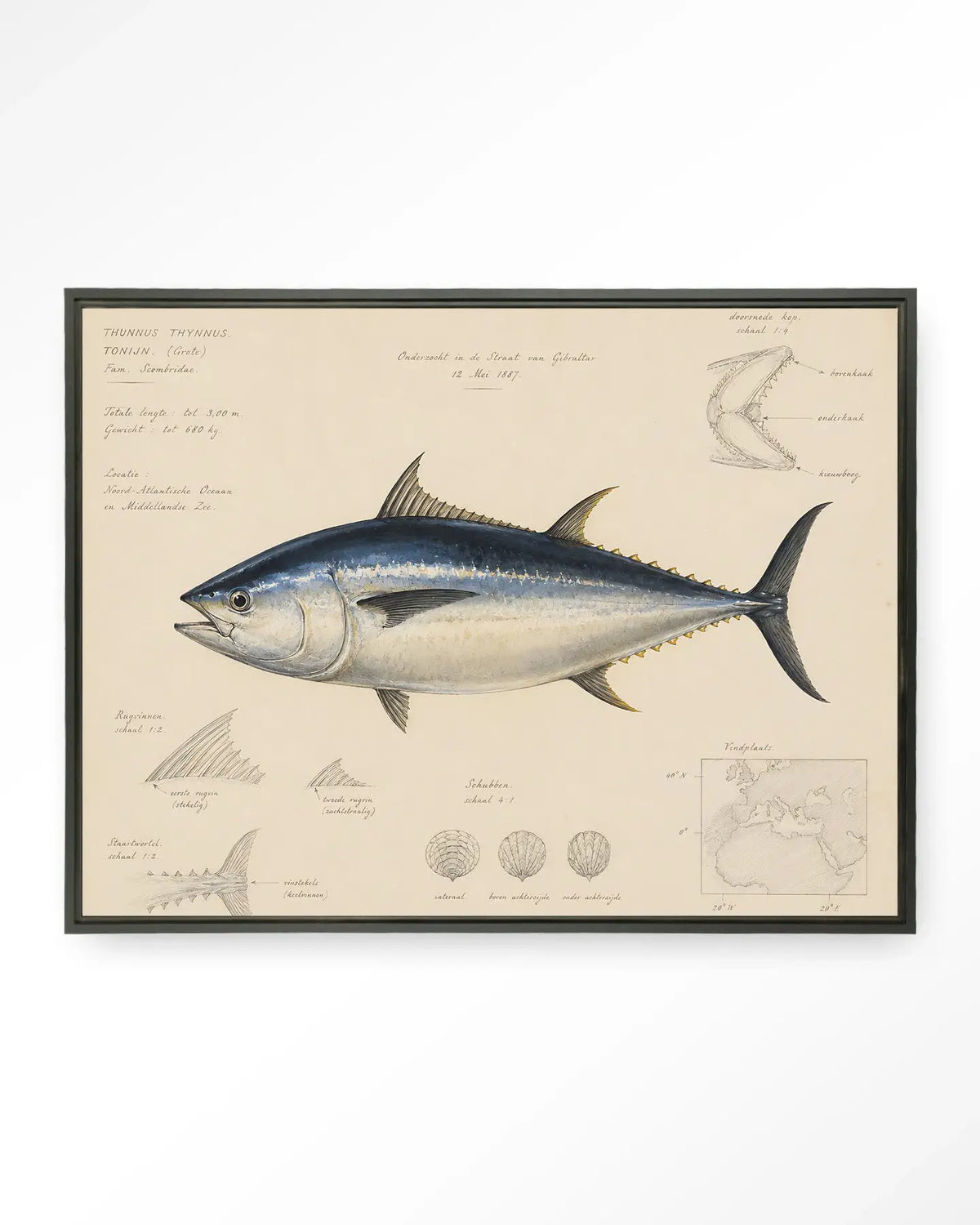 Tuna Fish - Moderne Wanddecoratie | Artprint, Glass Art & Wandkleed by Urban Cotton