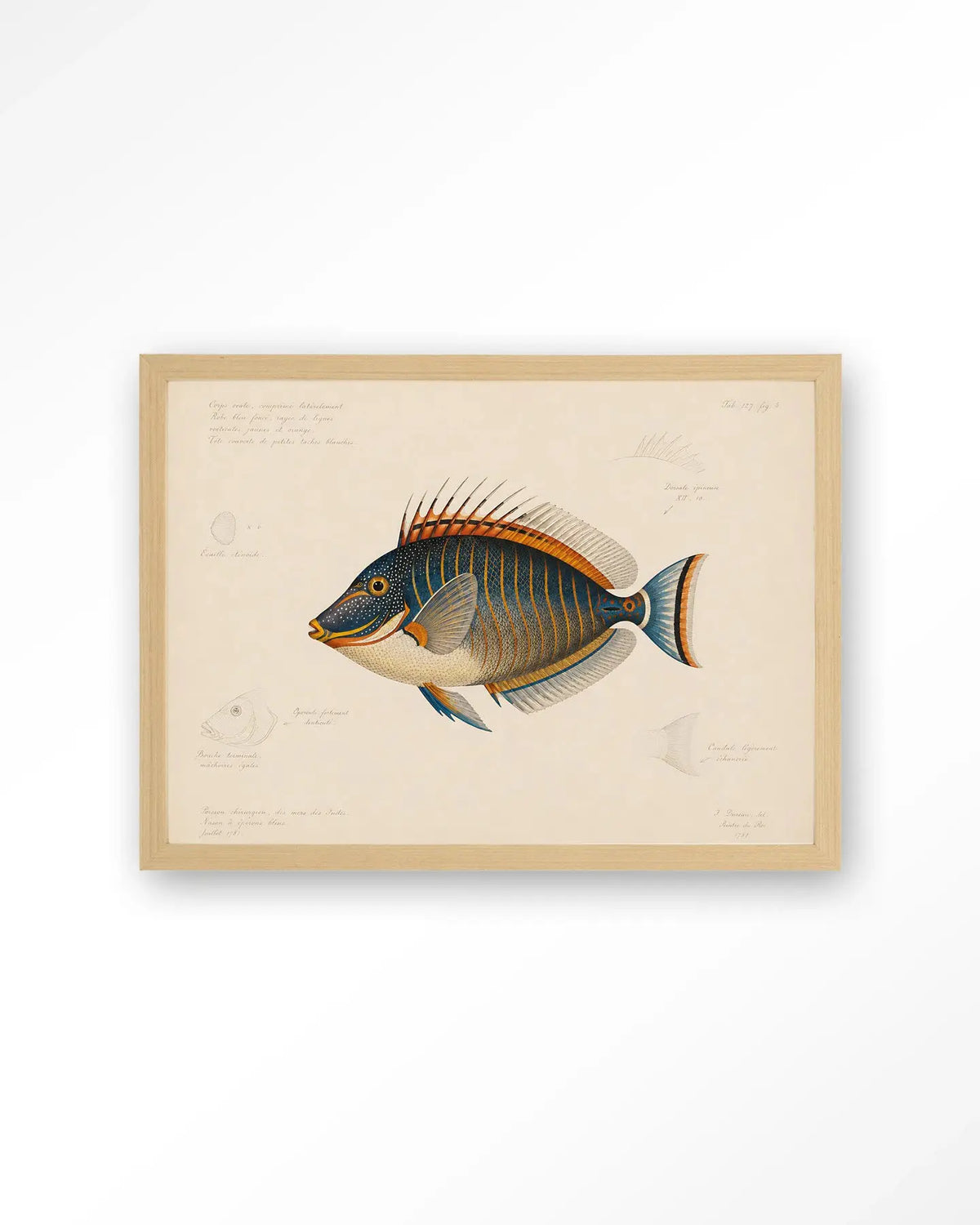 Tropical Fish - Moderne Wanddecoratie | Artprint, Glass Art & Wandkleed by Urban Cotton