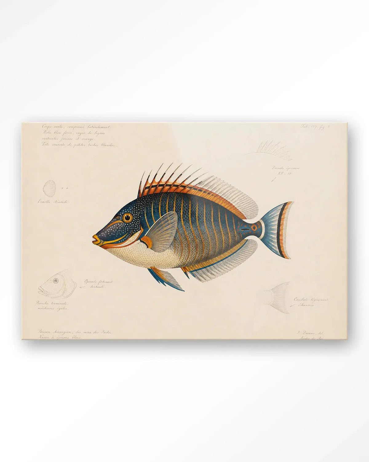 Tropical Fish - Moderne Wanddecoratie | Artprint, Glass Art & Wandkleed by Urban Cotton
