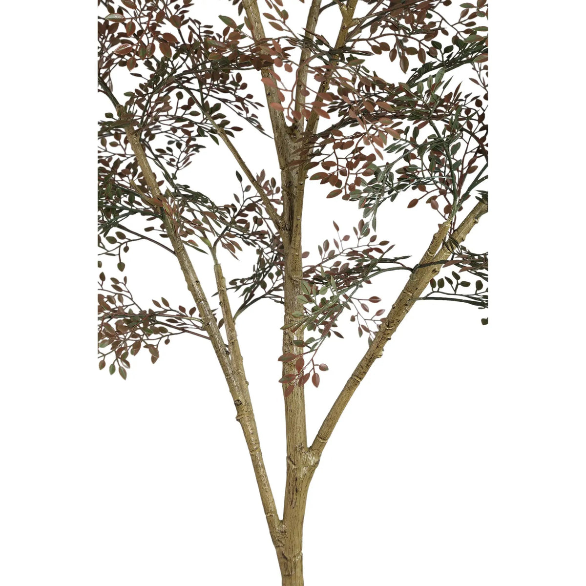 Groene PTMD-boom met kleine bladeren in pot, decoratief kamerplant voor binnen en buiten.