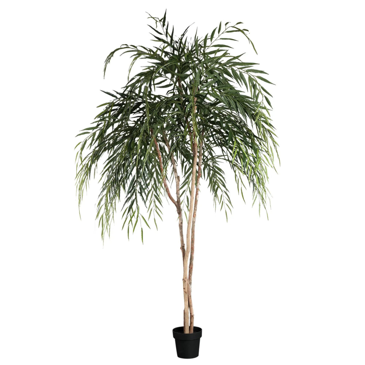 Groene Ficus Alii in zwarte pot, PTMD, kamerplant met lange, slanke bladeren en volle groene uitstraling.