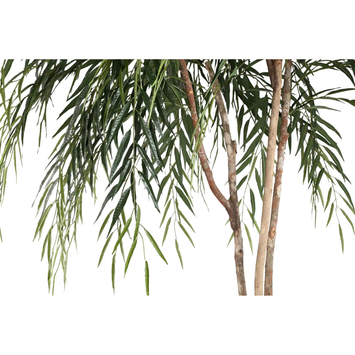 Groene Ficus Alii in zwarte pot van PTMD, levendige plant met decoratieve zwarte pot op een witte achtergrond