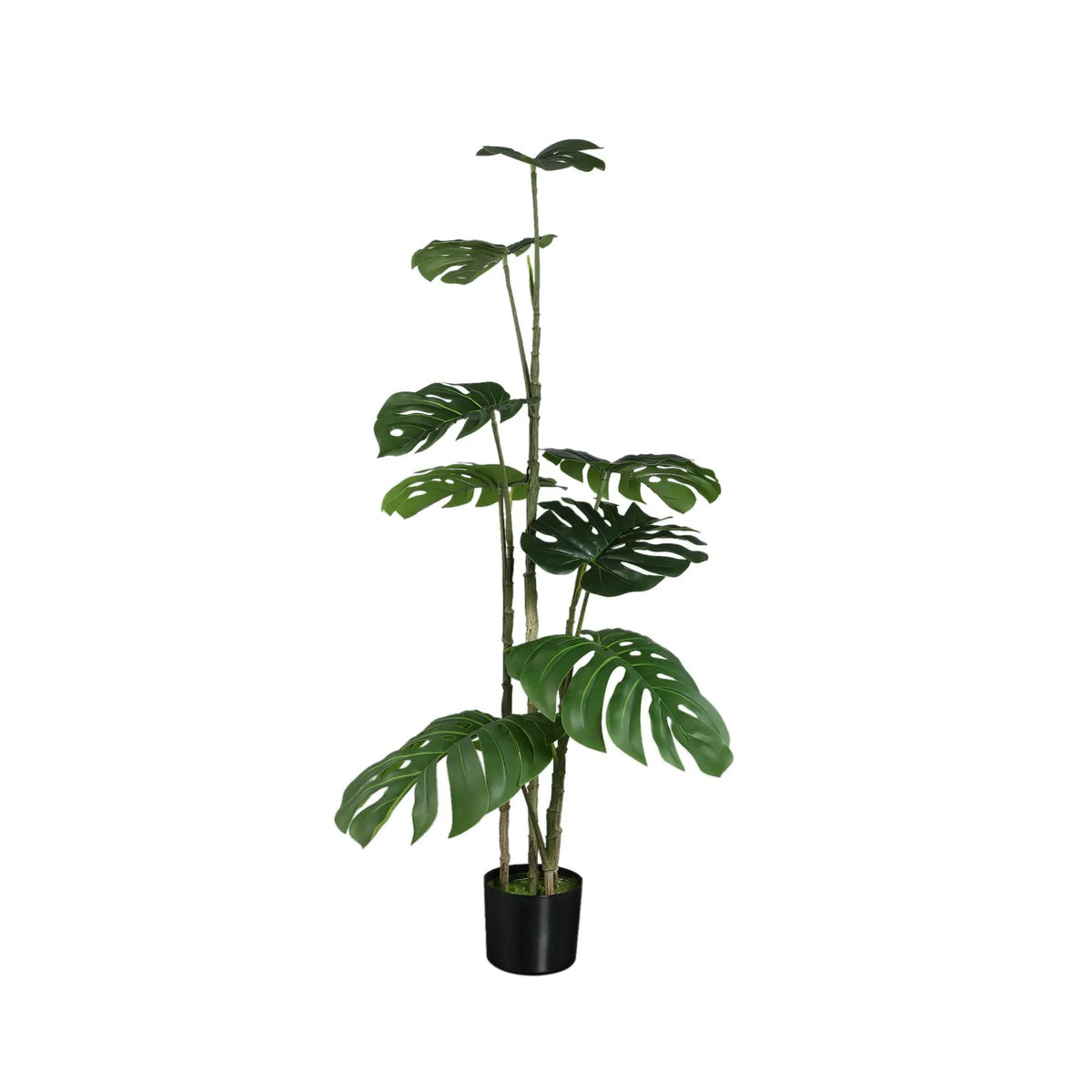 Groene Monstera-plant van PTMD met grote bladeren, in een pot, op een natuurlijke achtergrond.