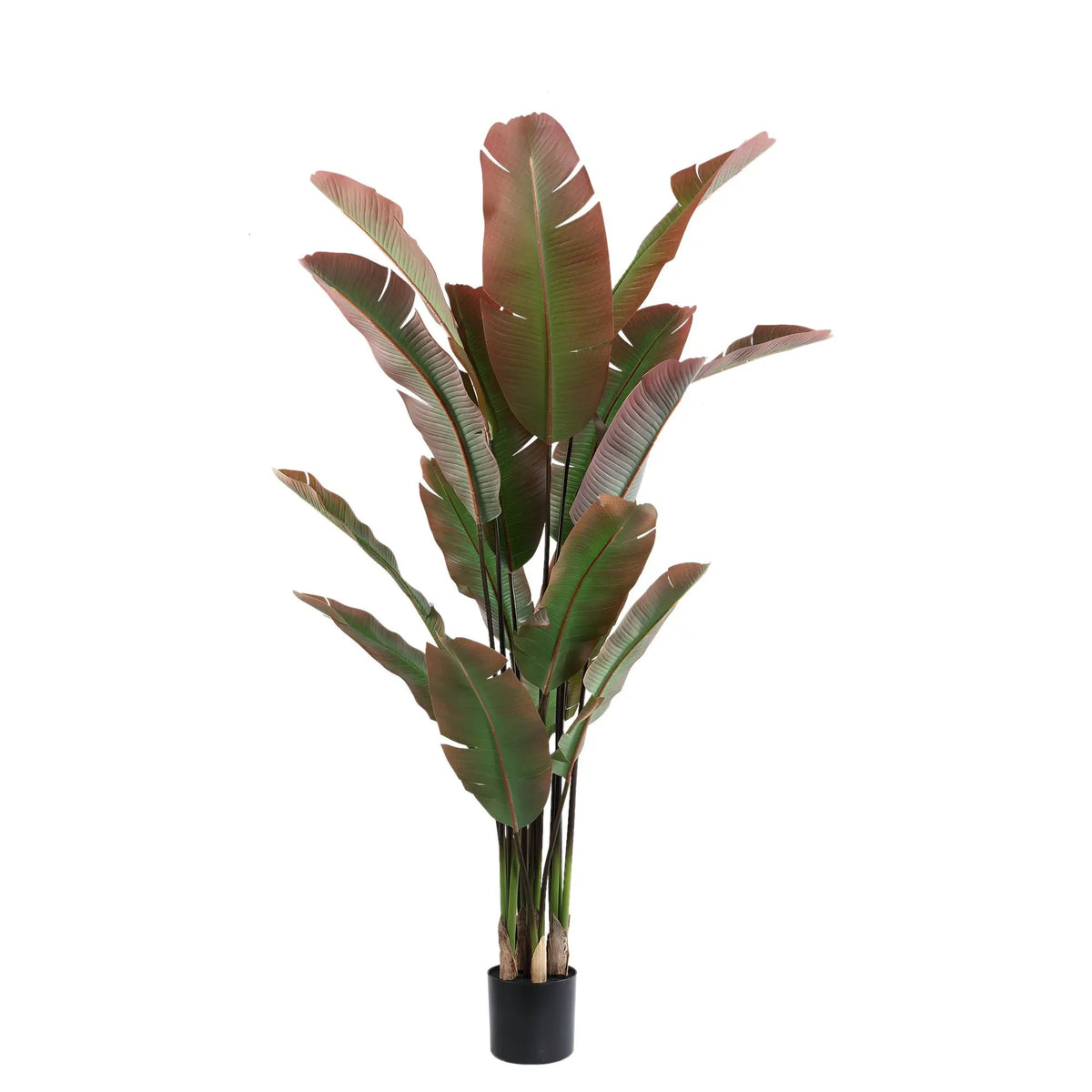 Donkergroene boom met rode Strelitzia in zwarte pot, PTMD, binnenplant met grote bladeren en opvallende bloemen.