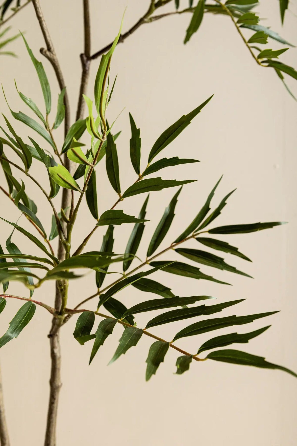Groene Mahonia fortunei in zwarte pot, maat S, door PTMD, met glanzende bladeren en compacte uitstraling.