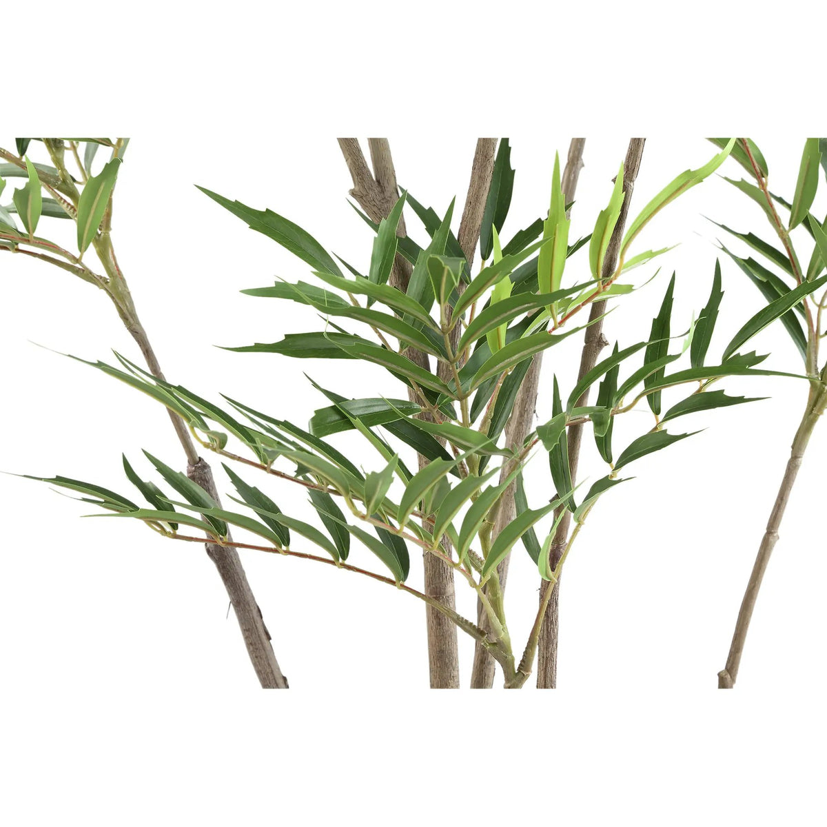 Groene Mahonia fortunei-boom in zwarte pot, grote maat L, PTMD, decoratieve tuinplant met donkergroene bladeren