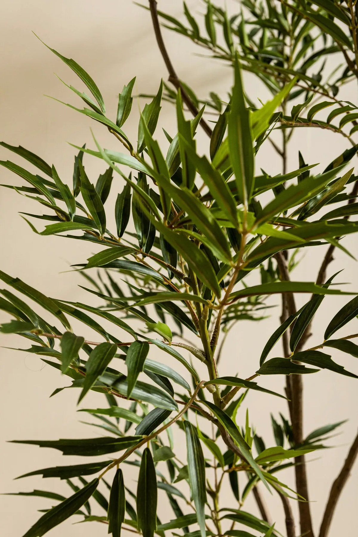 Groene Mahonia fortunei-boom in zwarte pot, grote maat L, PTMD, vol groene bladeren en stevige plant voor tuin of interieur