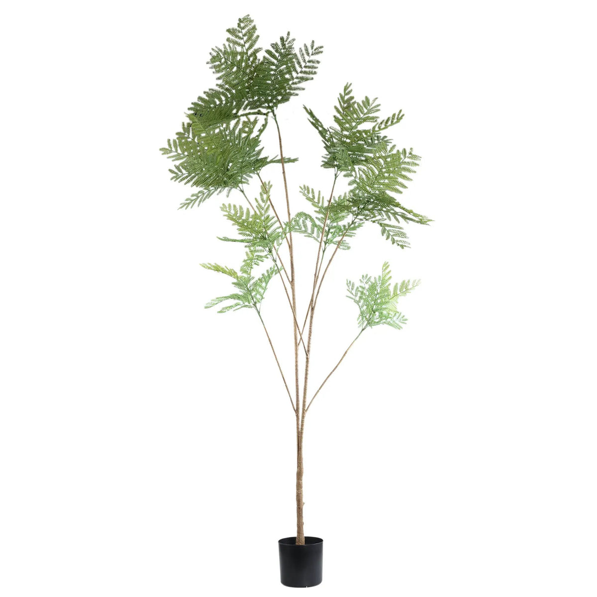Groene varensplant in grote pot, PTMD, natuurlijke decoratie voor binnen of buiten.