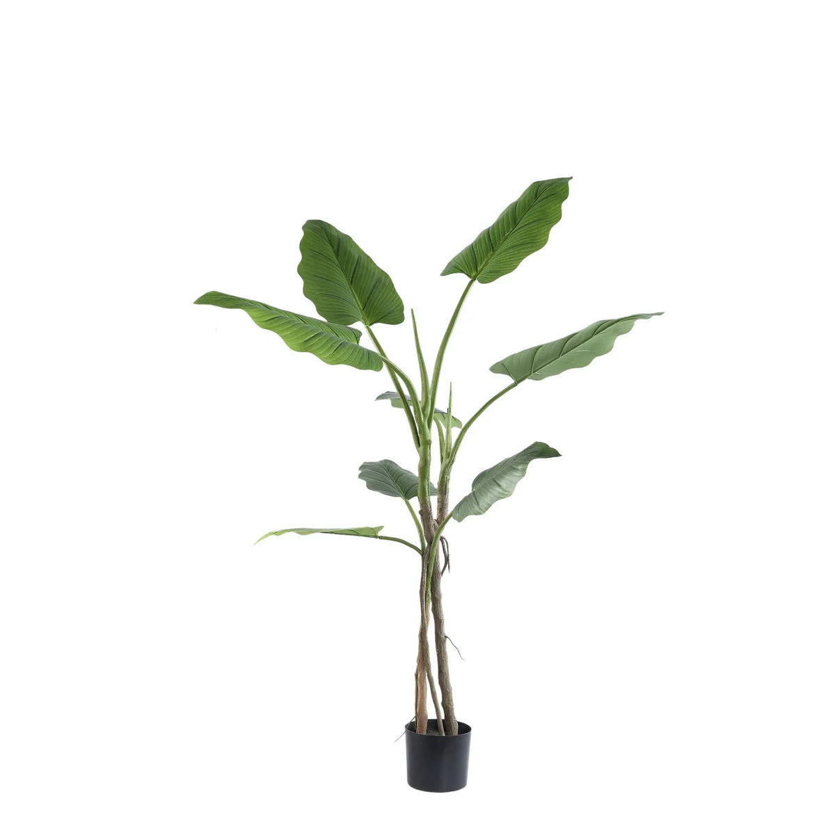 Grote groene Philodendron in zwarte pot, klein formaat, PTMD kamerplant voor binnen en decoratie.