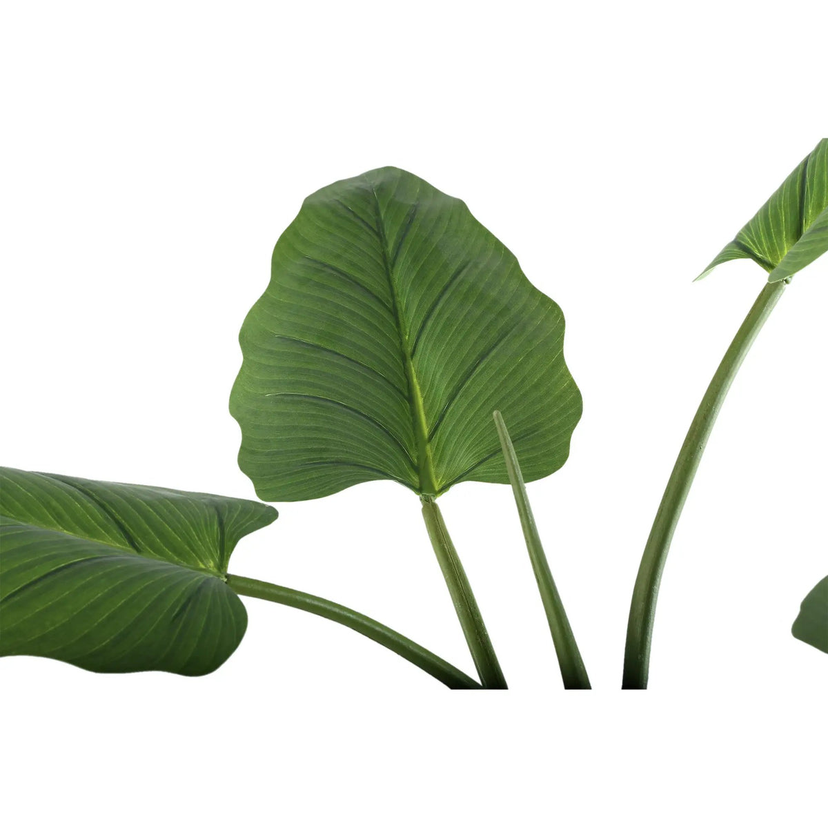 Groene Philodendron in zwarte pot, maat S, van PTMD, met grote, volle bladeren, geschikt voor interieurdecoratie.