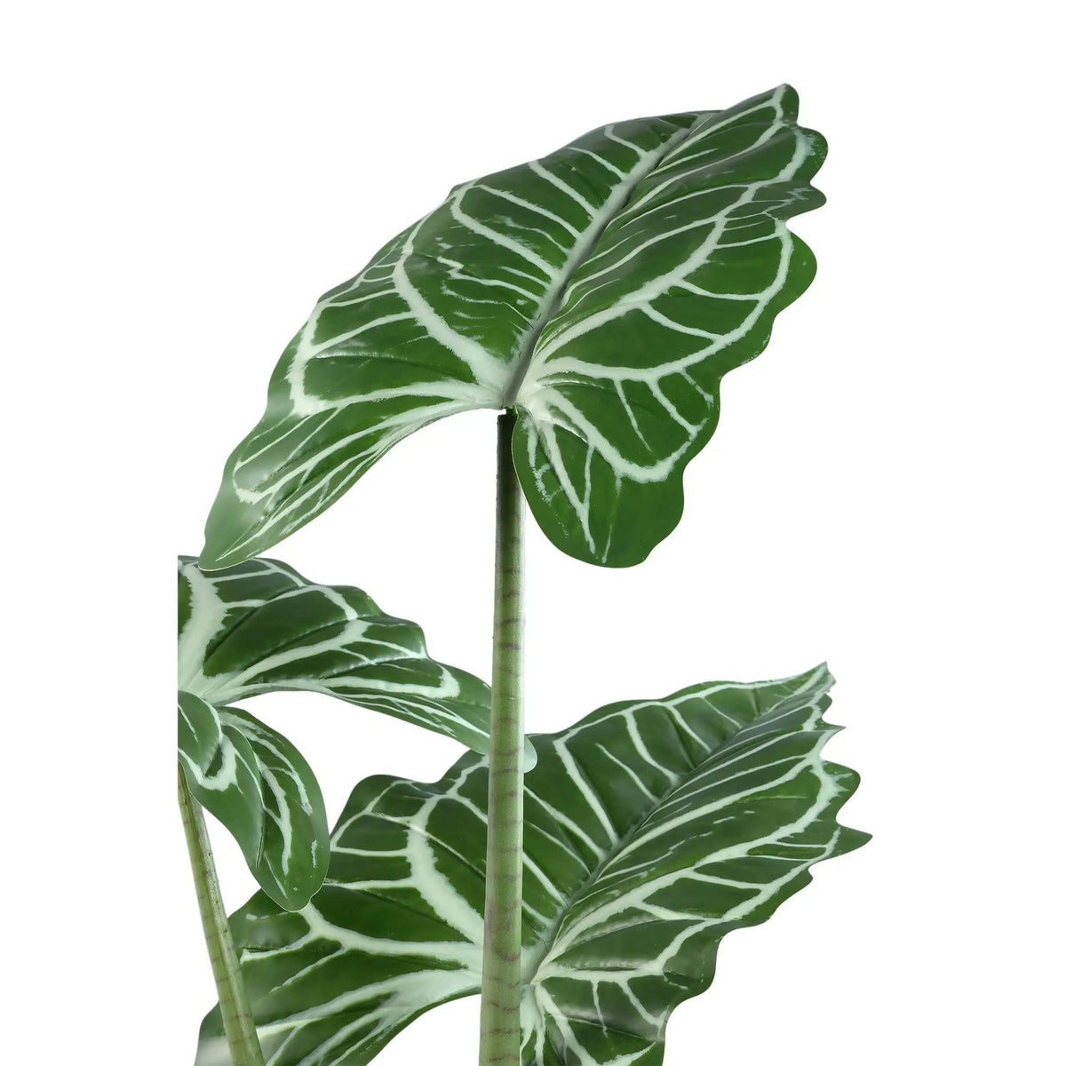 Groene Alocasia-plant in zwarte pot, PTMD, met grote sierlijke bladeren op een witte achtergrond