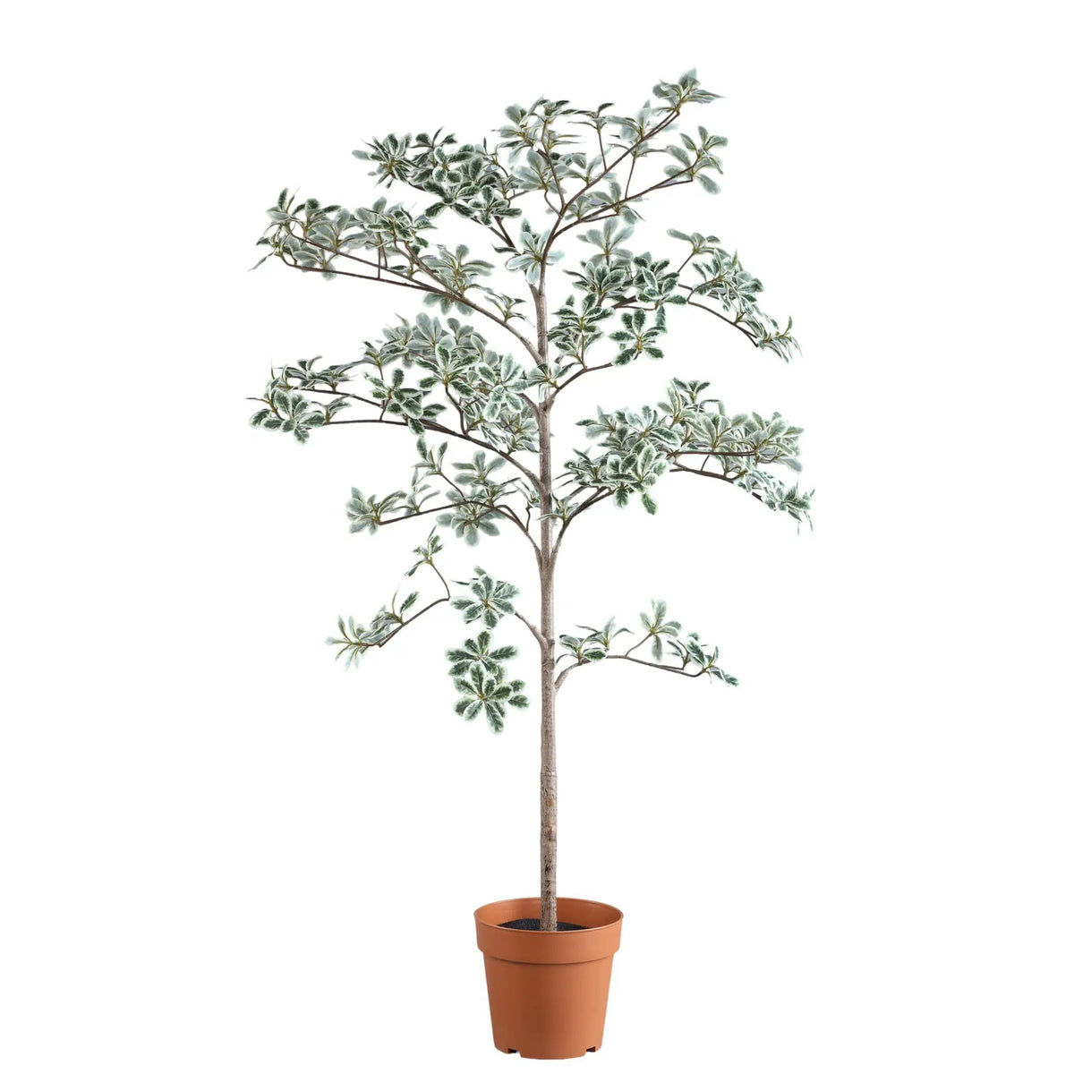 Groene Madagaskar-amandelboom in zwarte pot, PTMD, met weelderige bladeren en decoratief uiterlijk in een stijlvolle omgeving