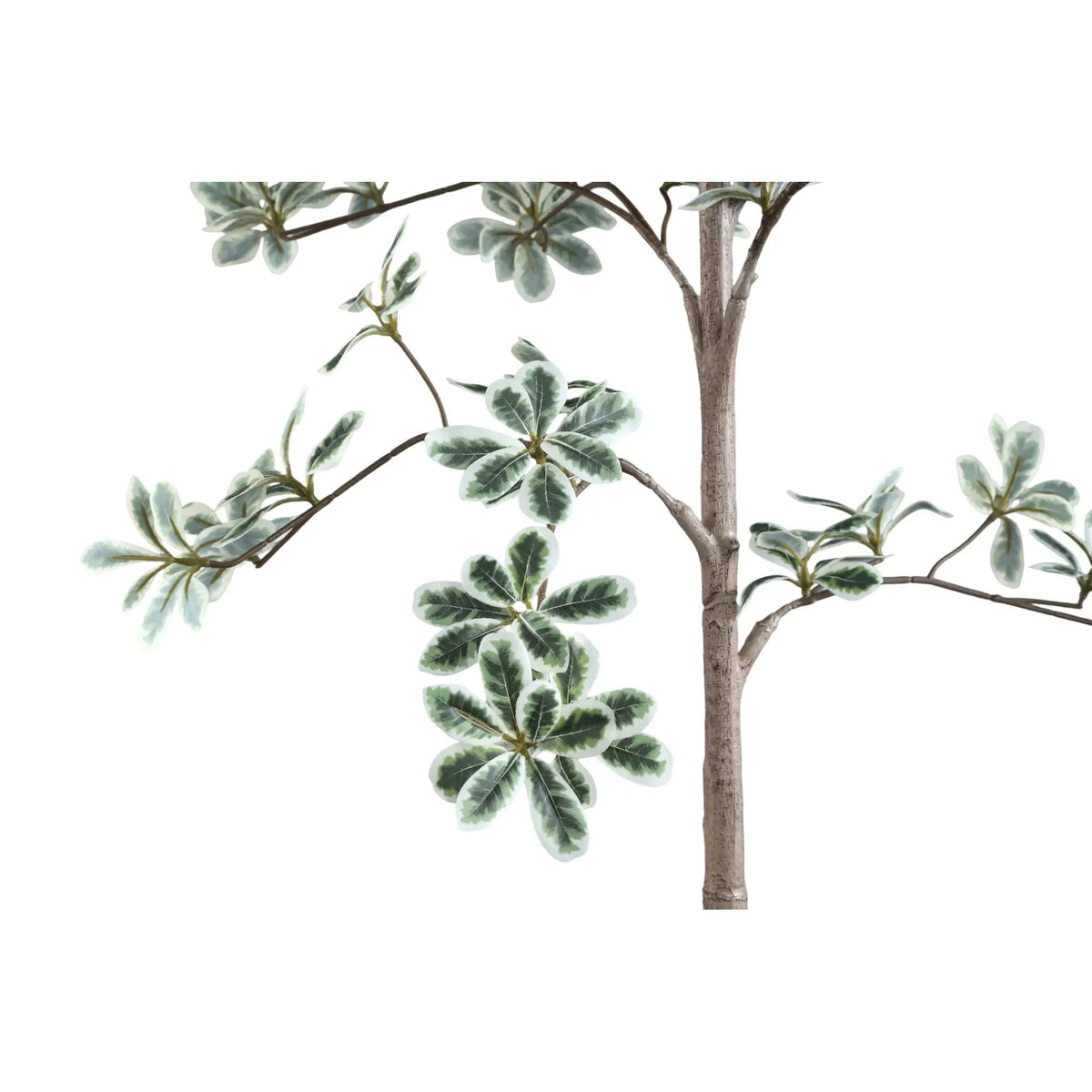 Groene Madagaskar-amandelboom in zwarte pot, PTMD, sierlijke kamerplant met groene bladeren op afbeelding 736931-3