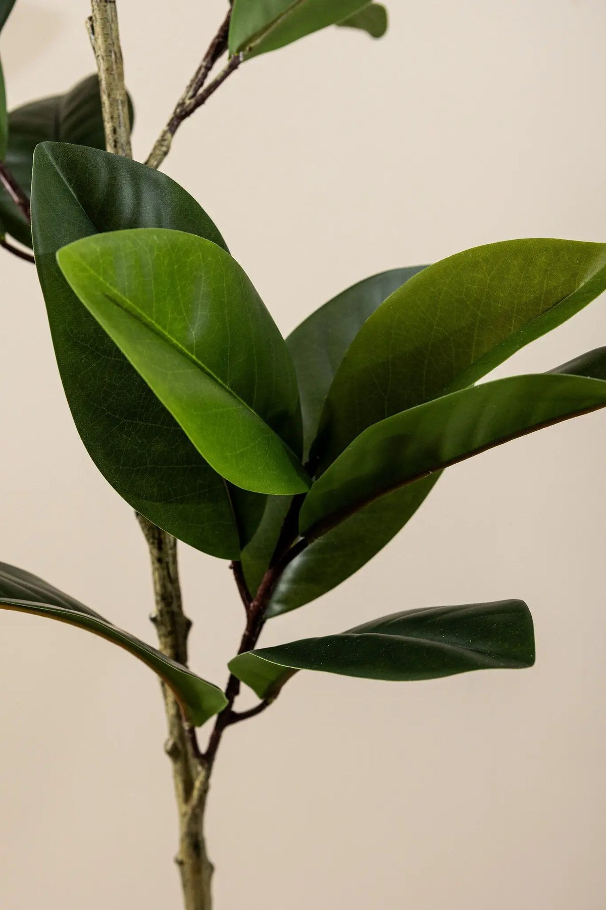 Groene steeneik in zwarte pot van PTMD, dichtbladige kamerplant met glanzende bladeren op een witte achtergrond