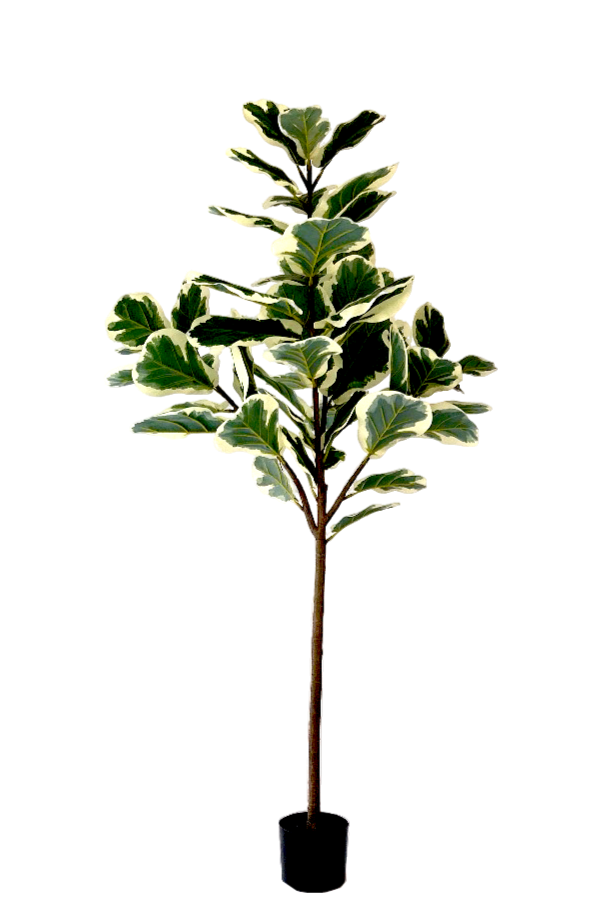 Kunstplant Ficus Lyrata Deluxe 160cm by NeverLeafs