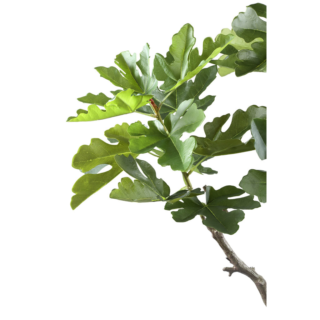 Kunst Groene vijgenboom in pot S - depauwwonen