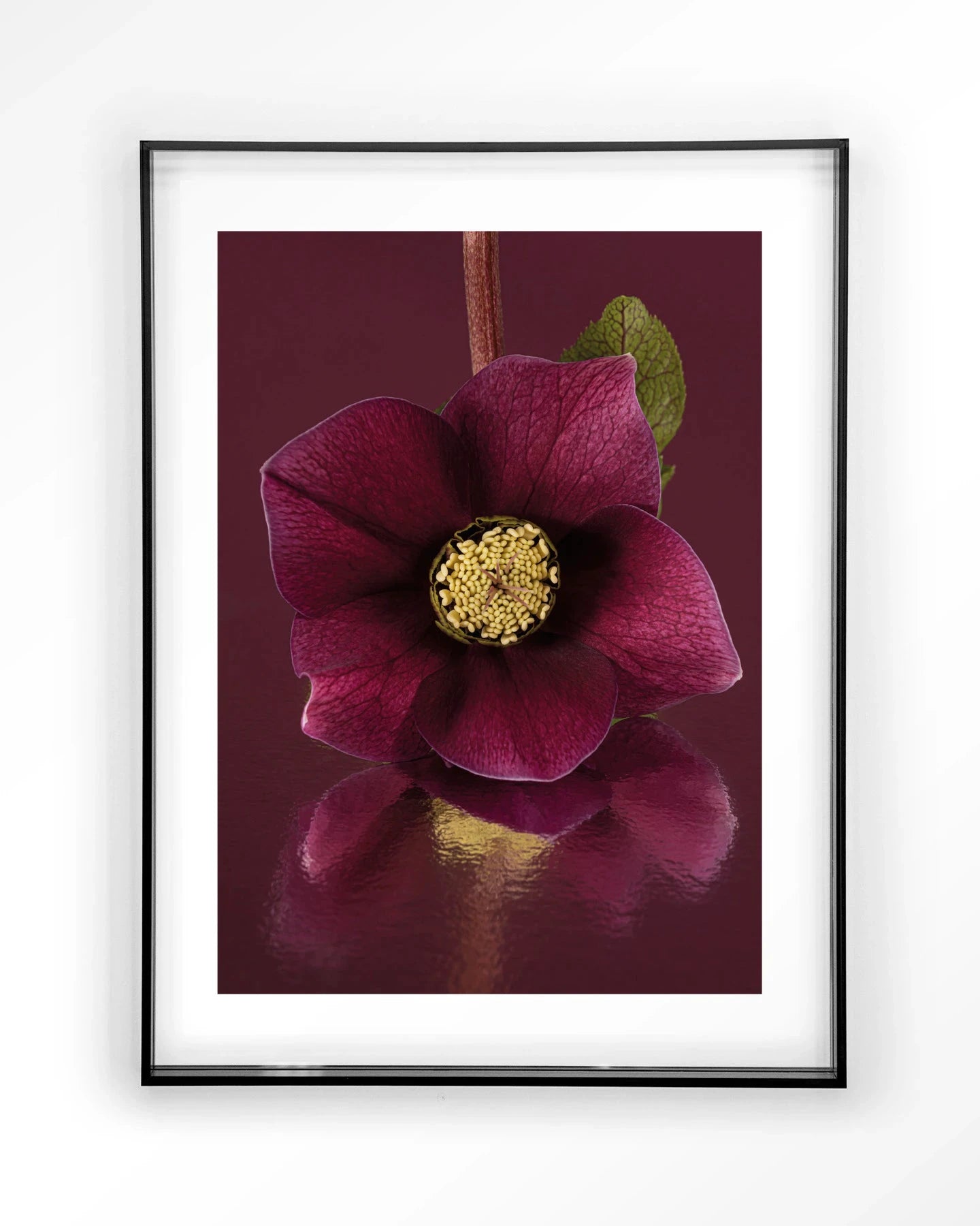 Moderne kunstprint van de kerstroos met zwart acryl lijst, door Urban Cotton, geschikt als wanddecoratie en artprint.