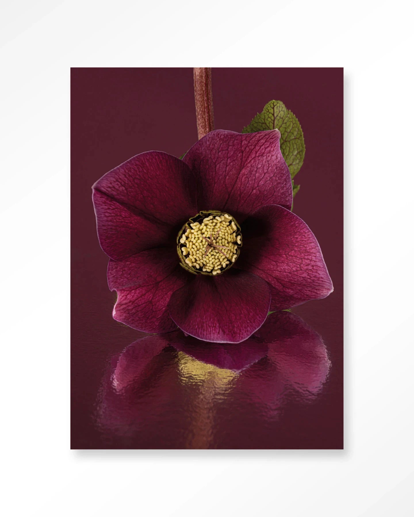 Moderne Urban Cotton kunstprint van de Kerstroos, glas art en wandkleed met elegante bloemdecoratie voor in huis.