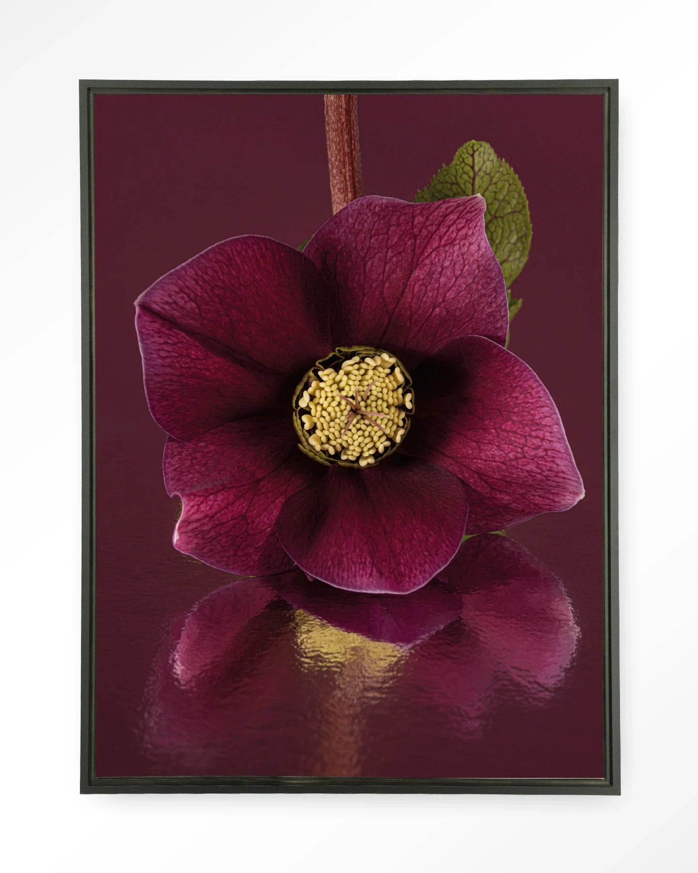Moderne wanddecoratie van Urban Cotton met een kunstprint van een kerstroos op zwart wandkleed, elegant en stijlvol in huis.