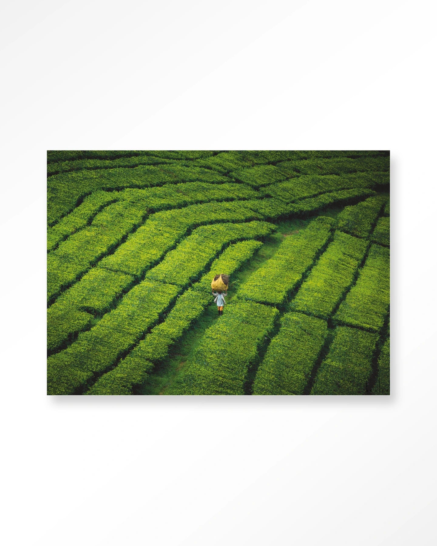 Tote pengalengan - depauwwonen