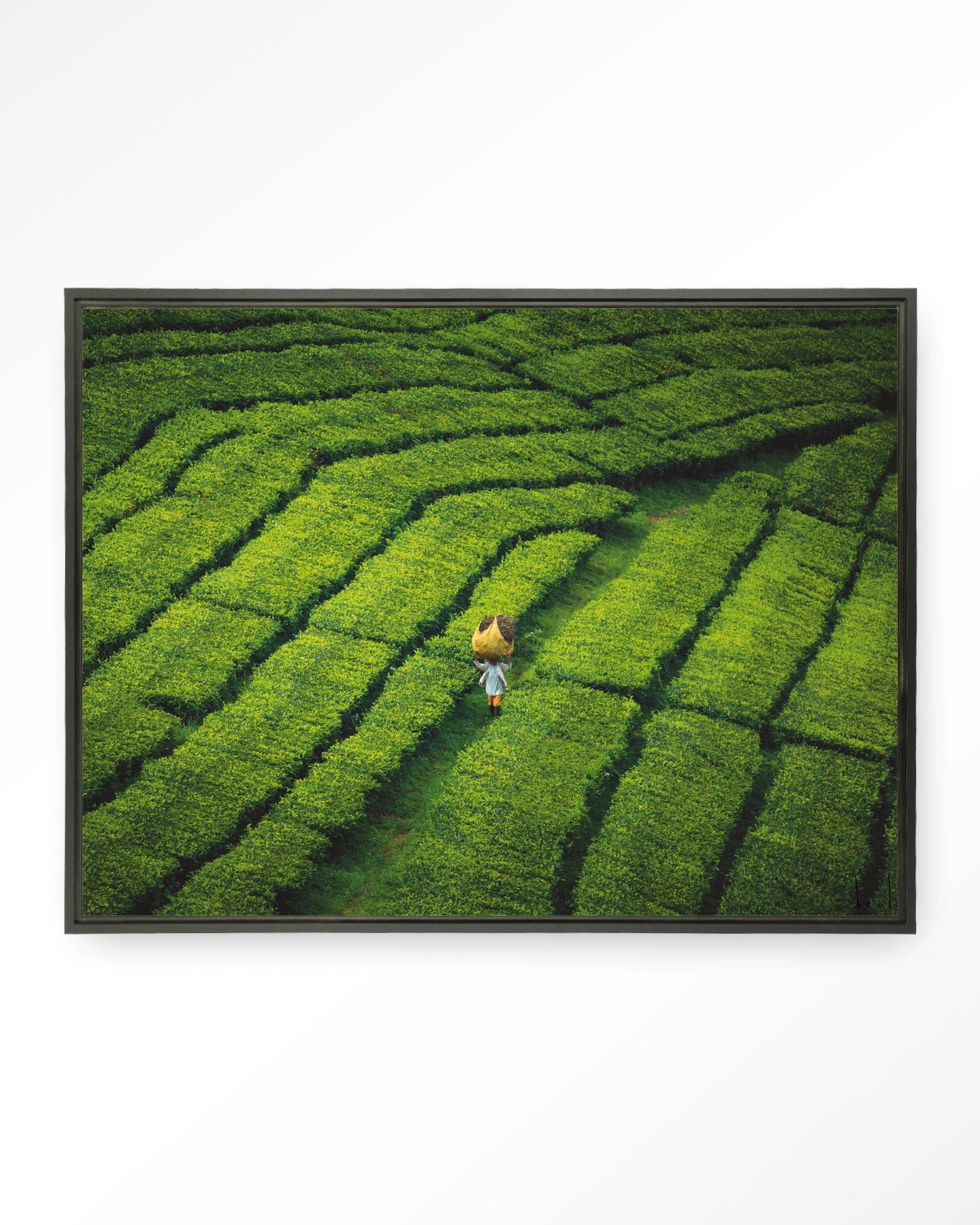 Tote pengalengan - depauwwonen