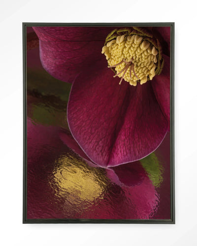 Weerspiegeling Van Een Kerstroos - Moderne Wanddecoratie | Artprint, Glass Art & Wandkleed by Urban Cotton