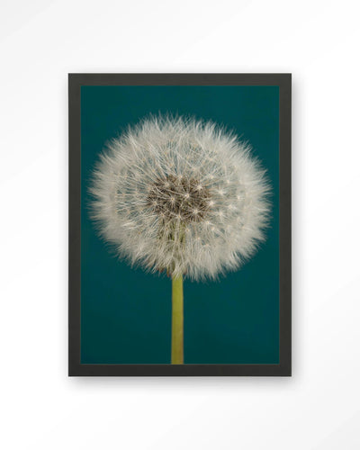 Pluizige Paardenbloem - Moderne Wanddecoratie | Artprint, Glass Art, Wandkleed by Urban Cotton