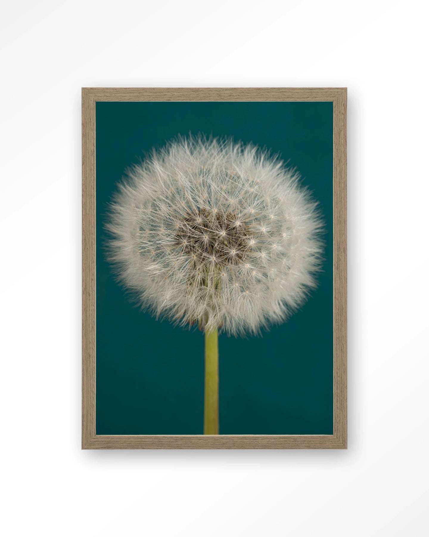 Pluizige Paardenbloem - Moderne Wanddecoratie | Artprint, Glass Art, Wandkleed by Urban Cotton