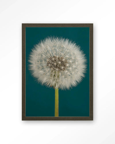 Pluizige Paardenbloem - Moderne Wanddecoratie | Artprint, Glass Art, Wandkleed by Urban Cotton