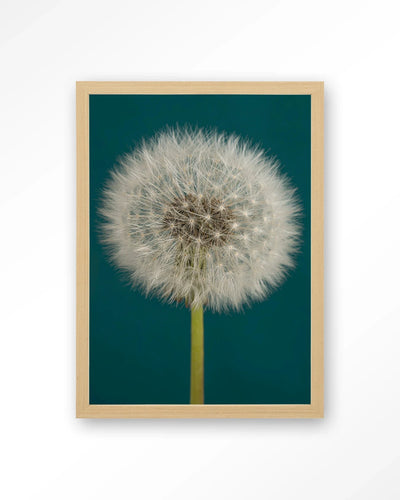 Pluizige Paardenbloem - Moderne Wanddecoratie | Artprint, Glass Art, Wandkleed by Urban Cotton