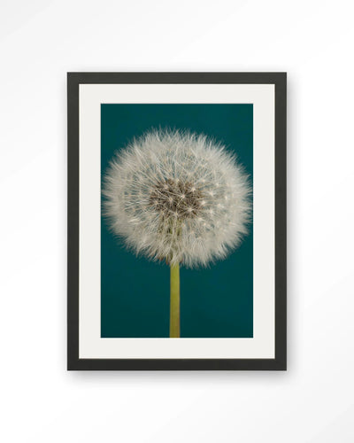Pluizige Paardenbloem - Moderne Wanddecoratie | Artprint, Glass Art, Wandkleed by Urban Cotton