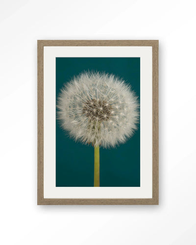 Pluizige Paardenbloem - Moderne Wanddecoratie | Artprint, Glass Art, Wandkleed by Urban Cotton