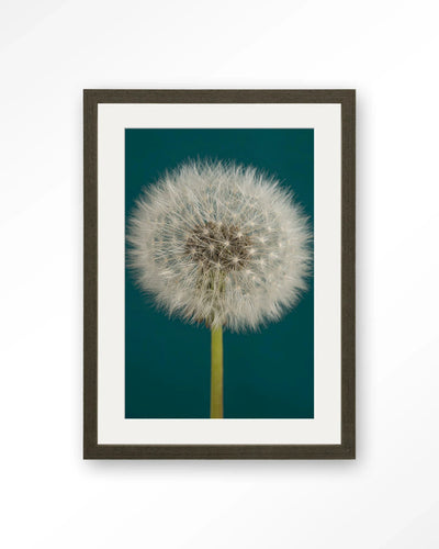 Pluizige Paardenbloem - Moderne Wanddecoratie | Artprint, Glass Art, Wandkleed by Urban Cotton