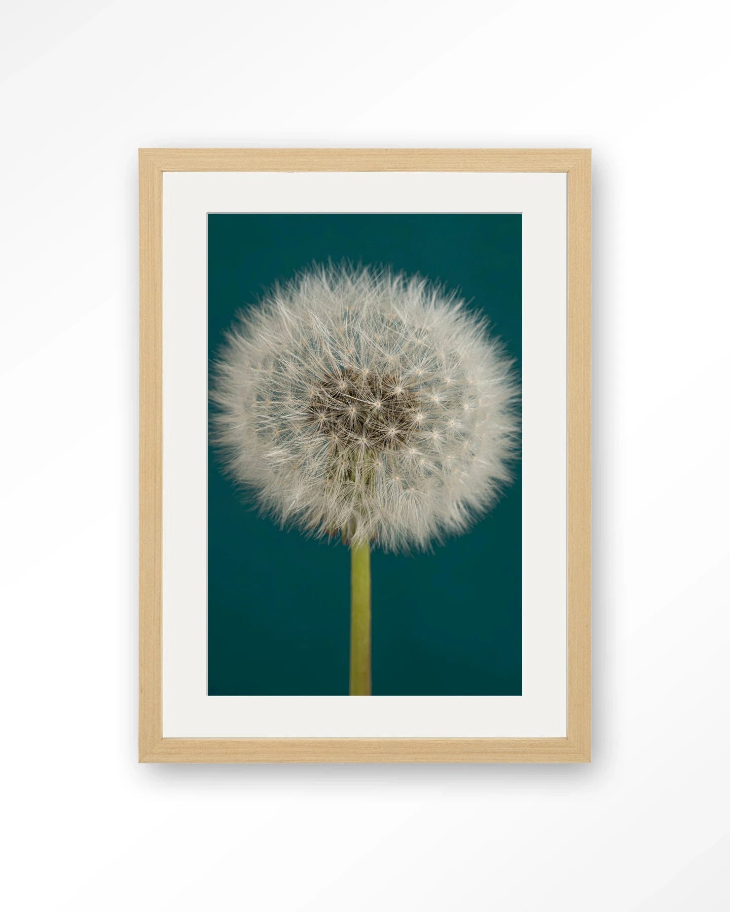 Pluizige Paardenbloem - Moderne Wanddecoratie | Artprint, Glass Art, Wandkleed by Urban Cotton