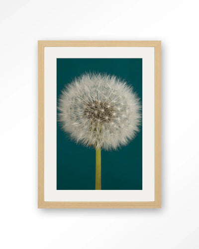 Pluizige Paardenbloem - Moderne Wanddecoratie | Artprint, Glass Art, Wandkleed by Urban Cotton