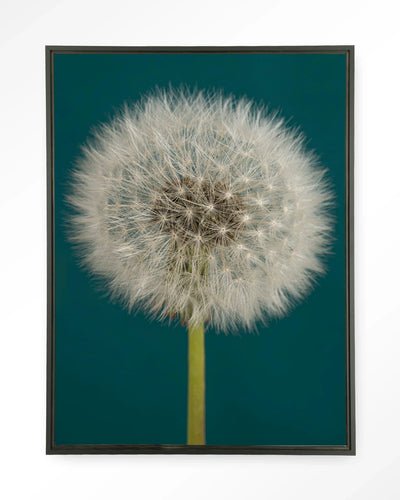 Pluizige Paardenbloem - Moderne Wanddecoratie | Artprint, Glass Art, Wandkleed by Urban Cotton
