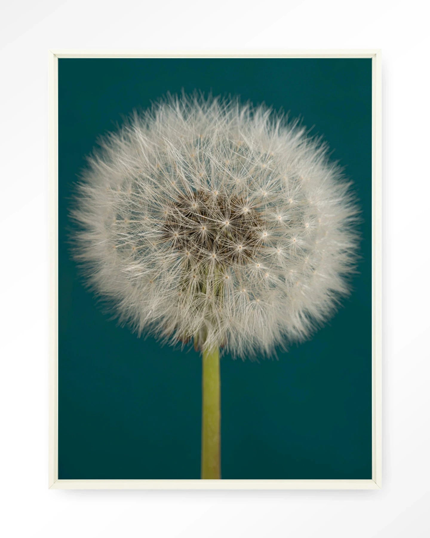 Pluizige Paardenbloem - Moderne Wanddecoratie | Artprint, Glass Art, Wandkleed by Urban Cotton